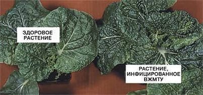 Желтая мозаика турнепса